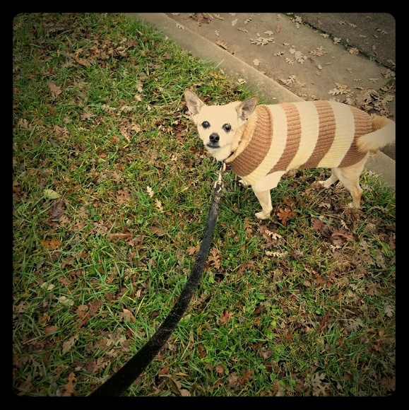 Meet your Posher, Sadie - Picture 1 of 1